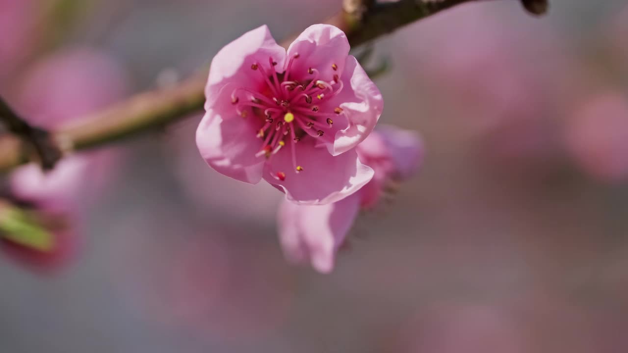 桃树在春天开花视频素材