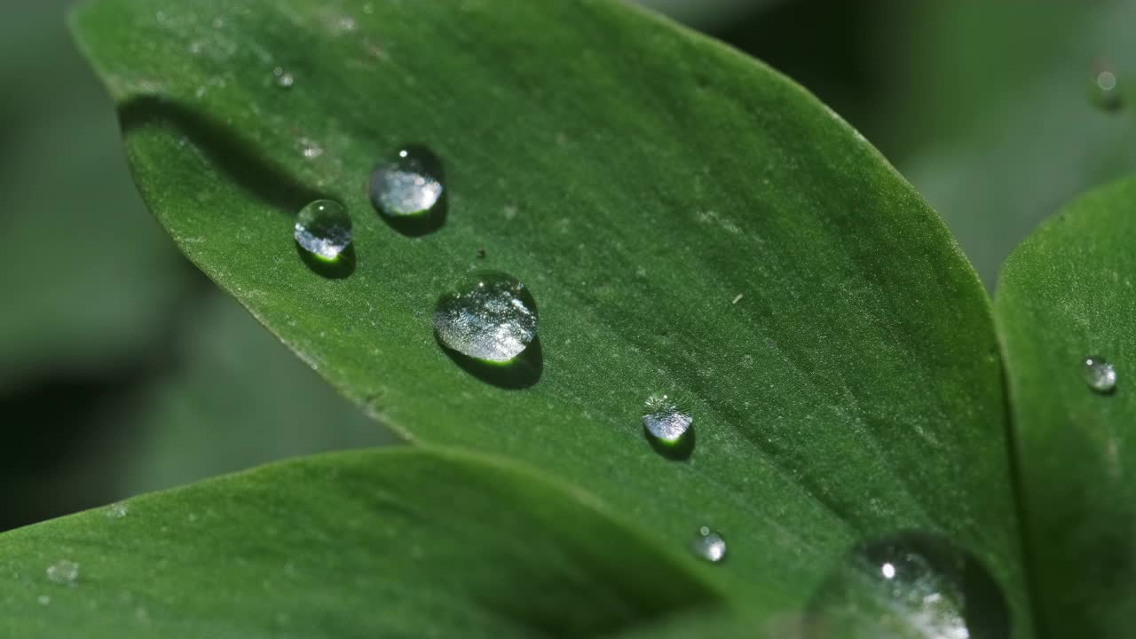 水珠落在绿色的草叶上视频素材