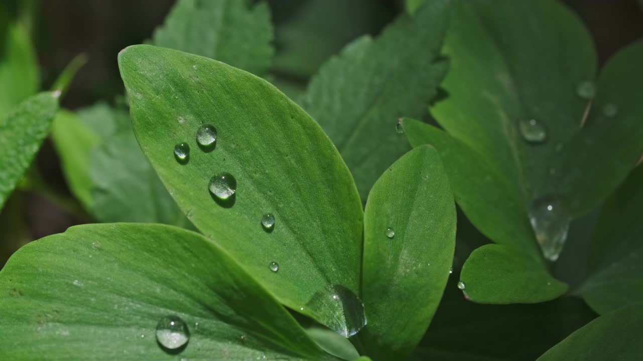 水珠落在绿色的草叶上视频素材