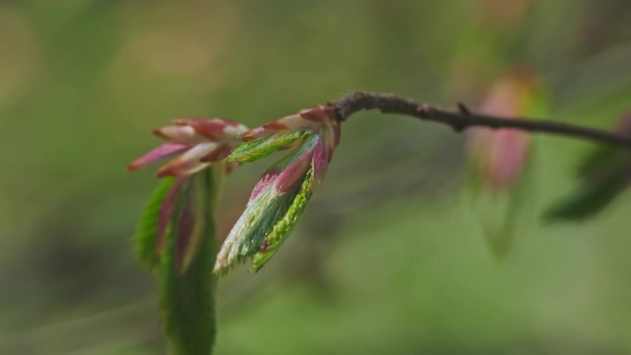 嫩枝的嫩绿色叶子视频素材