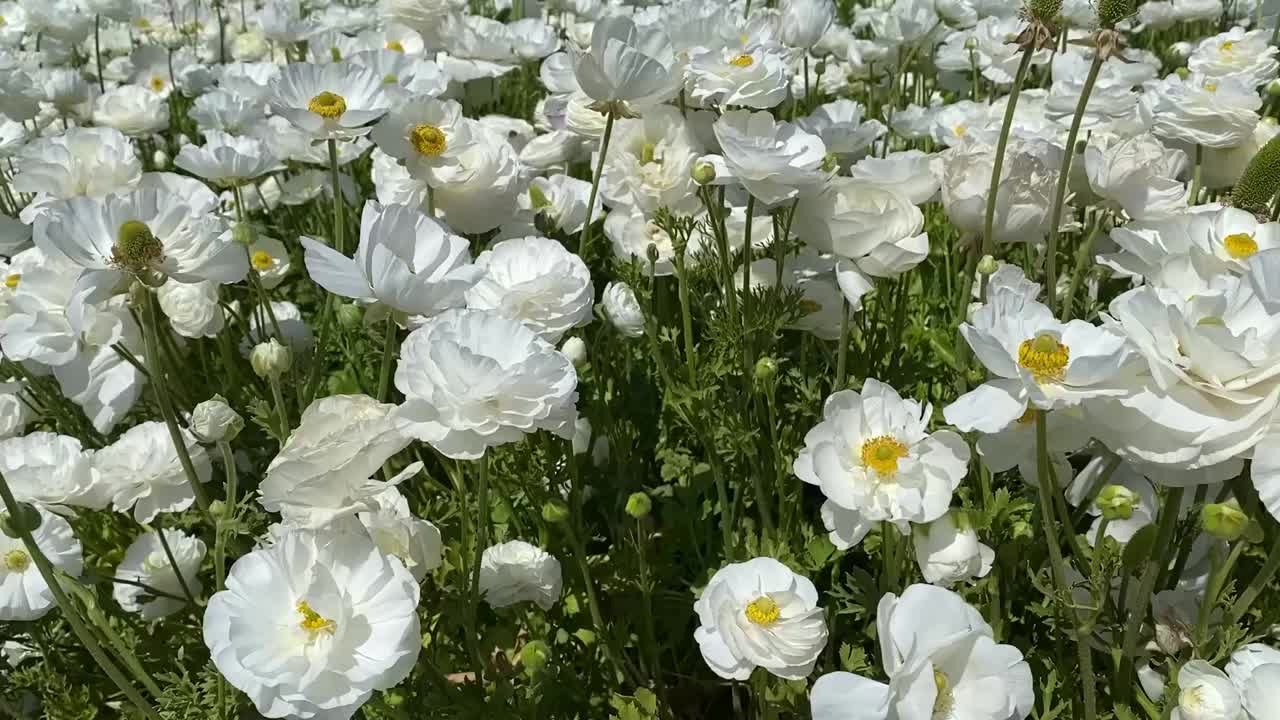 美丽的花毛茛属植物视频下载