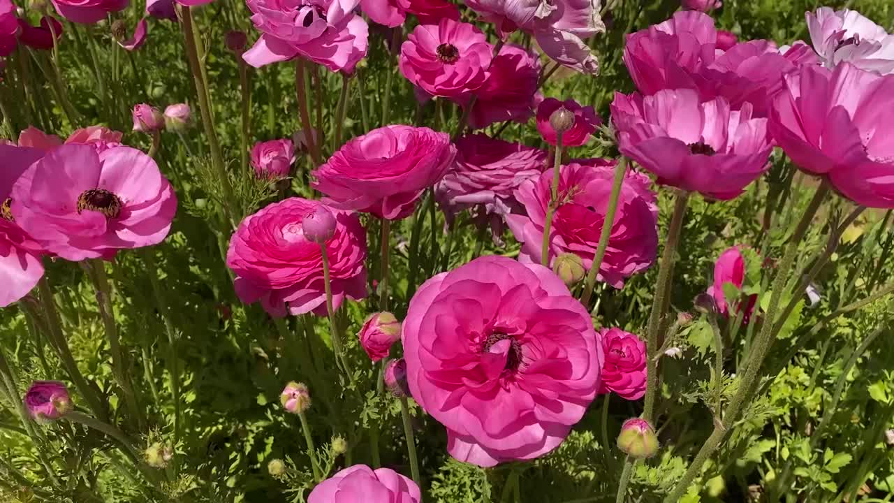 美丽的花毛茛属植物视频下载