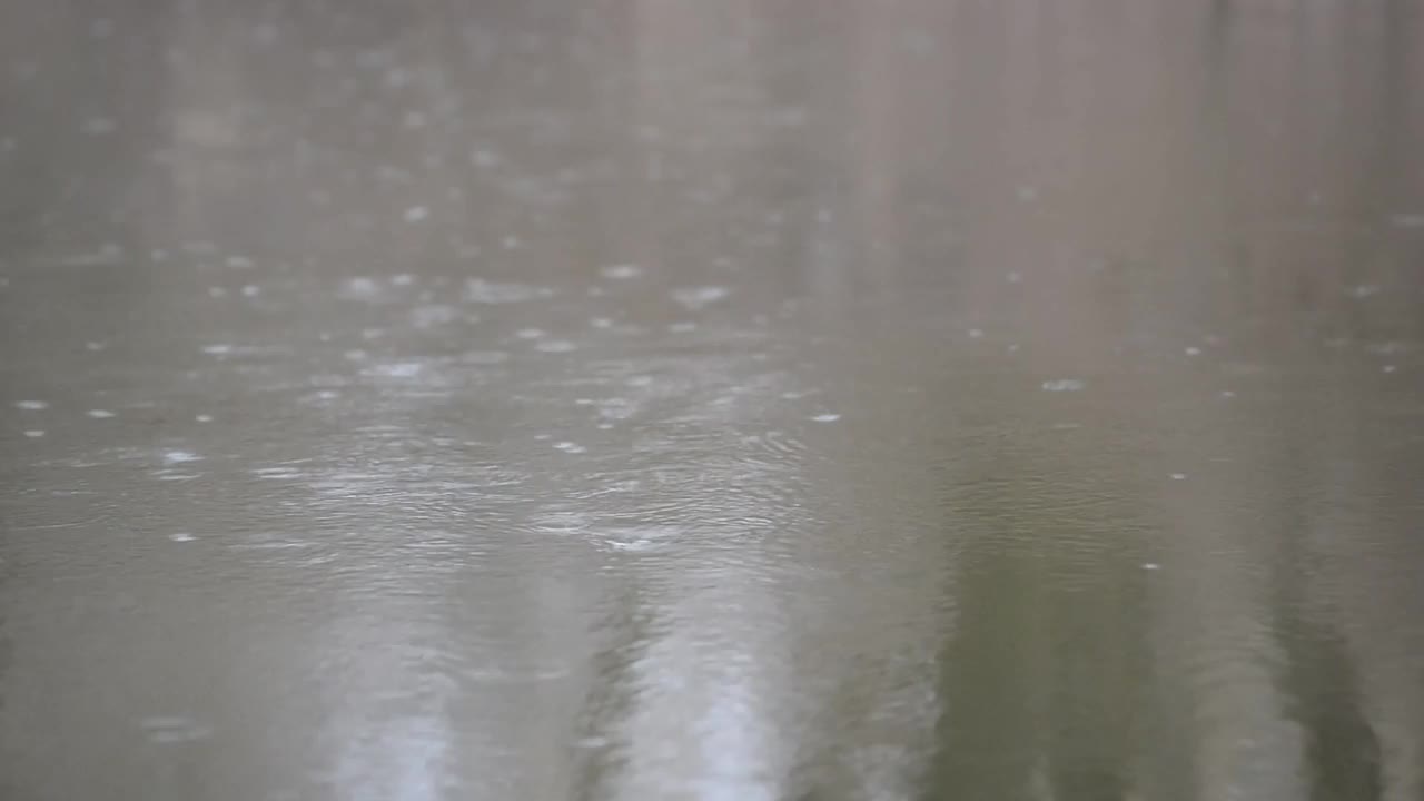 在早春的树木背景下，雨点落在一条脏河里的水上视频下载