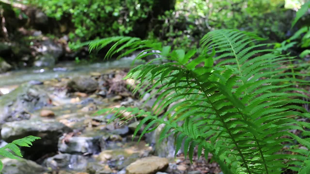 山中河中岩，前景为蕨类。芬特写，以溪流和石头为背景。视频下载