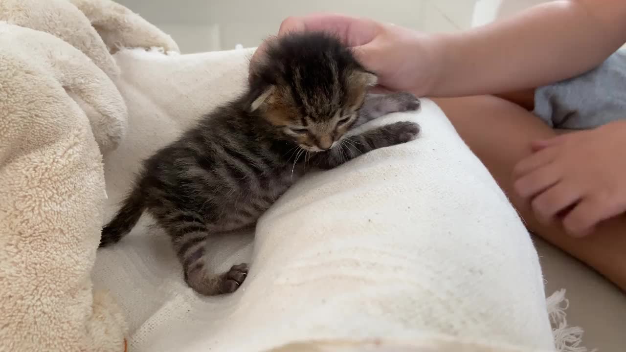 婴儿照顾新生小猫的特写视频下载