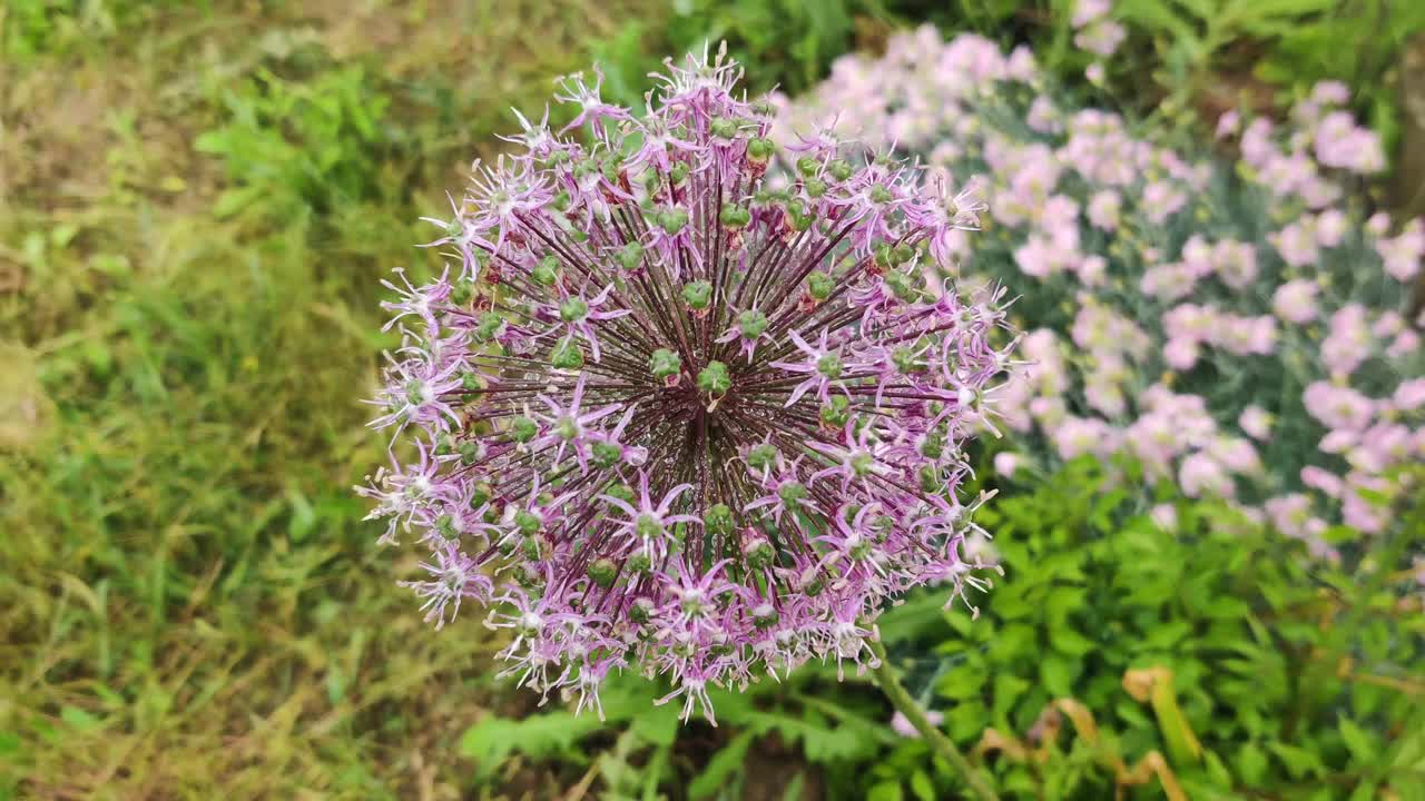 雨后蒜花视频下载