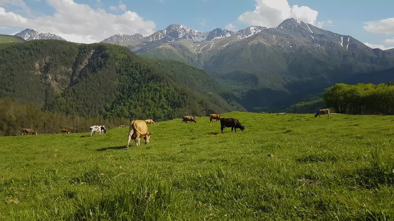 奶牛在高山背景的高寒草甸上吃草视频下载