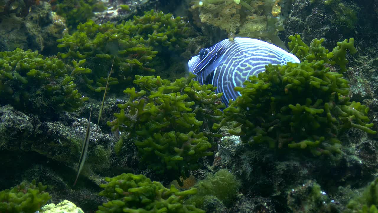 在珊瑚礁上喂养海藻的天使视频下载