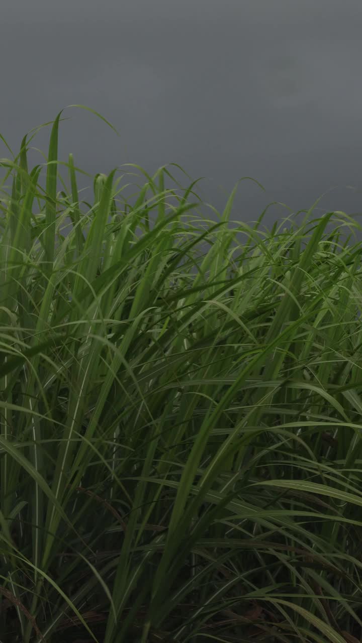 甘蔗在暴风雨潮湿的天气视频素材