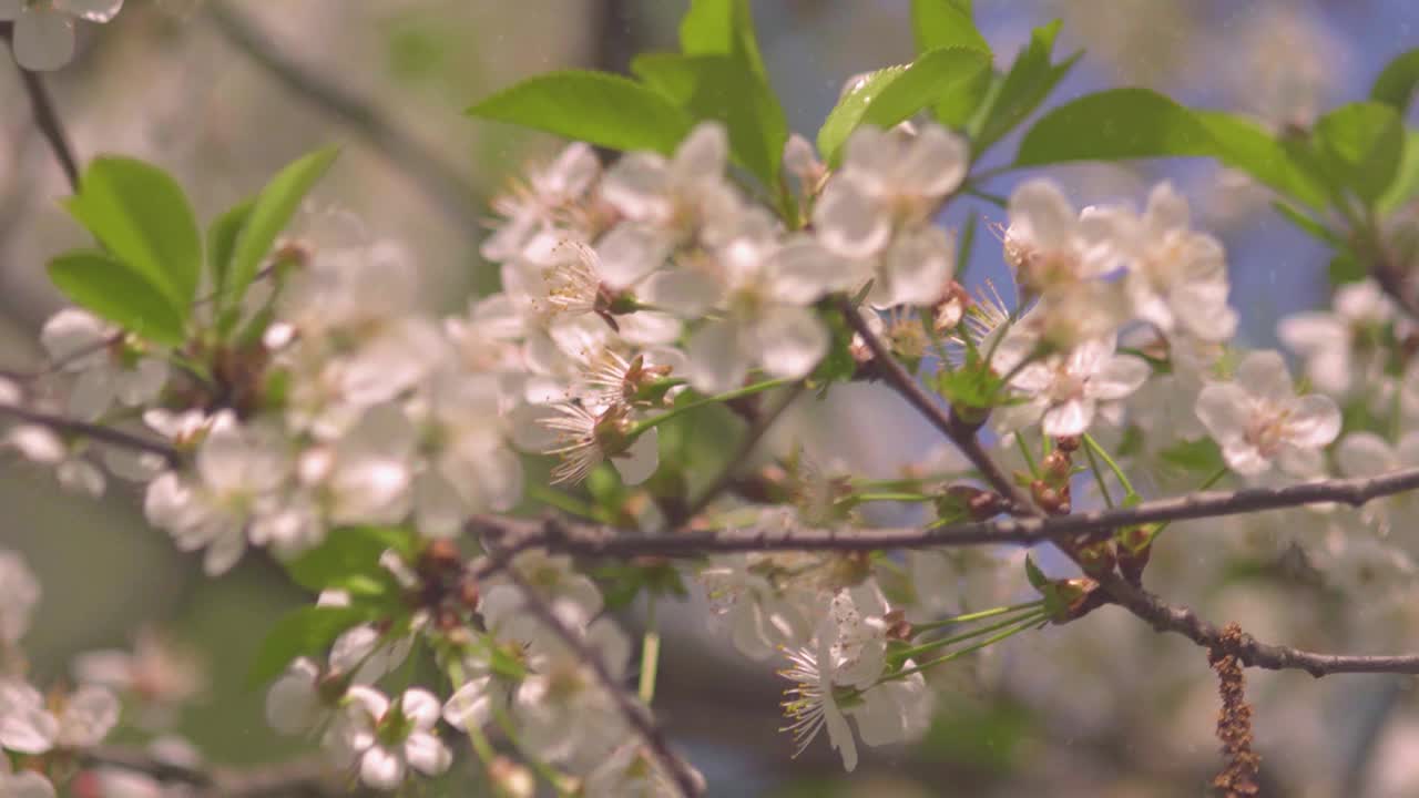 4 k。在一个阳光明媚的夏日，盛开的樱桃和苹果树。强烈的散景和镜头光晕视频下载