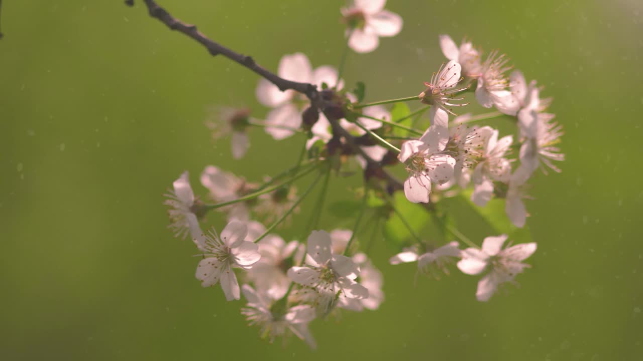 4 k。在一个阳光明媚的夏日，盛开的樱桃和苹果树。强烈的散景和镜头光晕视频下载