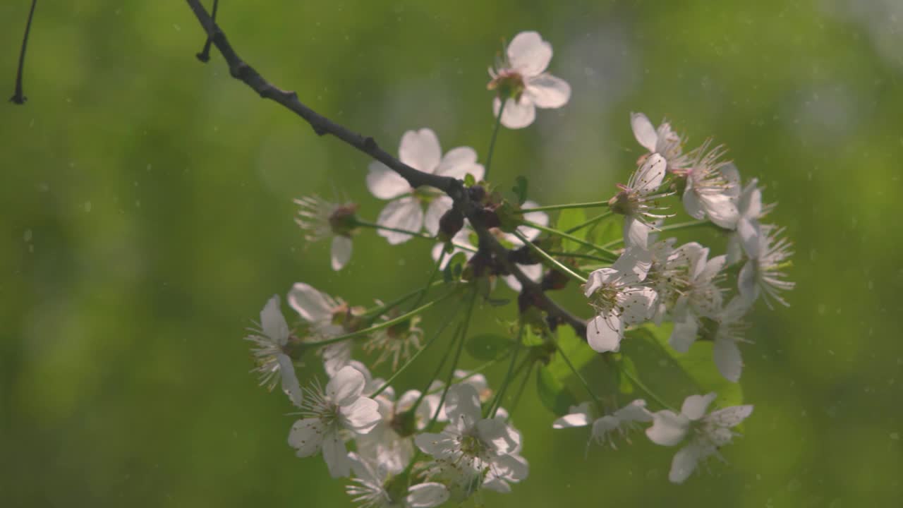 4 k。在一个阳光明媚的夏日，盛开的樱桃和苹果树。强烈的散景和镜头光晕视频下载