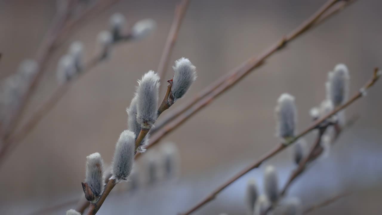 春天的柳树背景，柳树上的芽视频下载