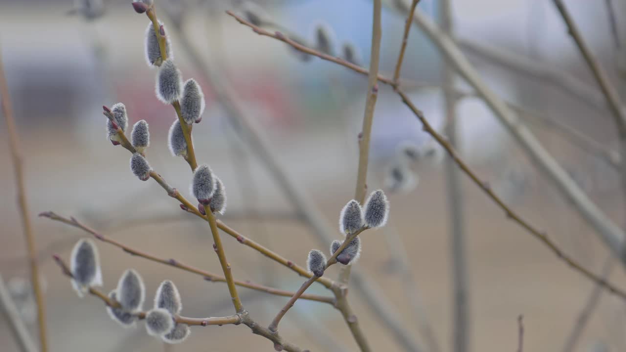 春天的柳树背景，柳树上的芽视频下载