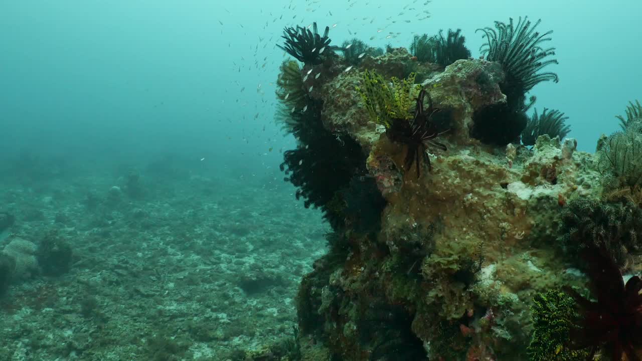 一群小鱼在海底顶端游泳视频下载