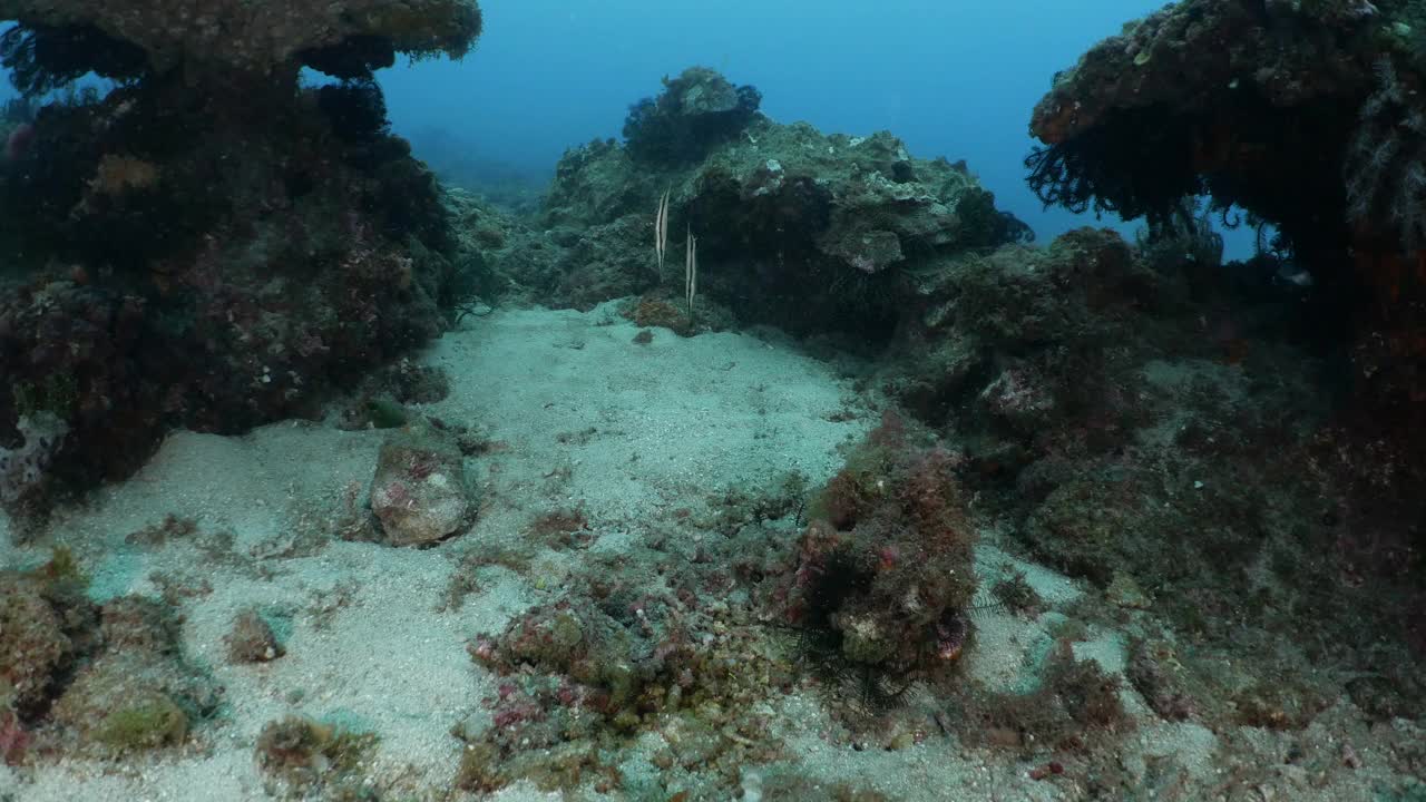 一对在海底珊瑚尖峰处游泳的小虾(虎鳞鱼)视频下载