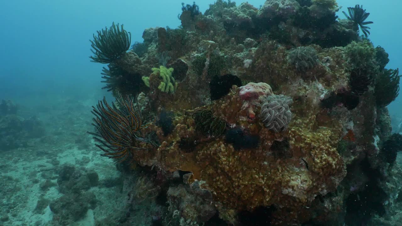 美丽的海百合殖民地在海底珊瑚礁的尖顶视频下载