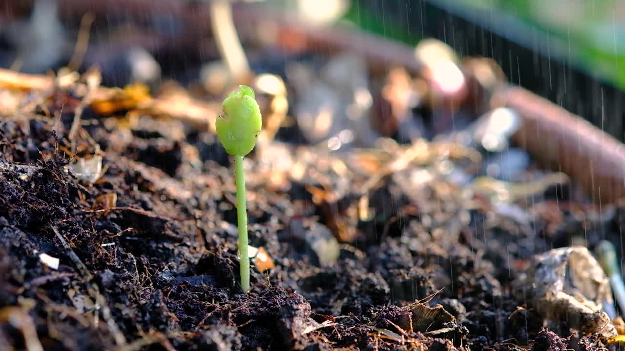 绿芽在雨中生长的特写视频下载