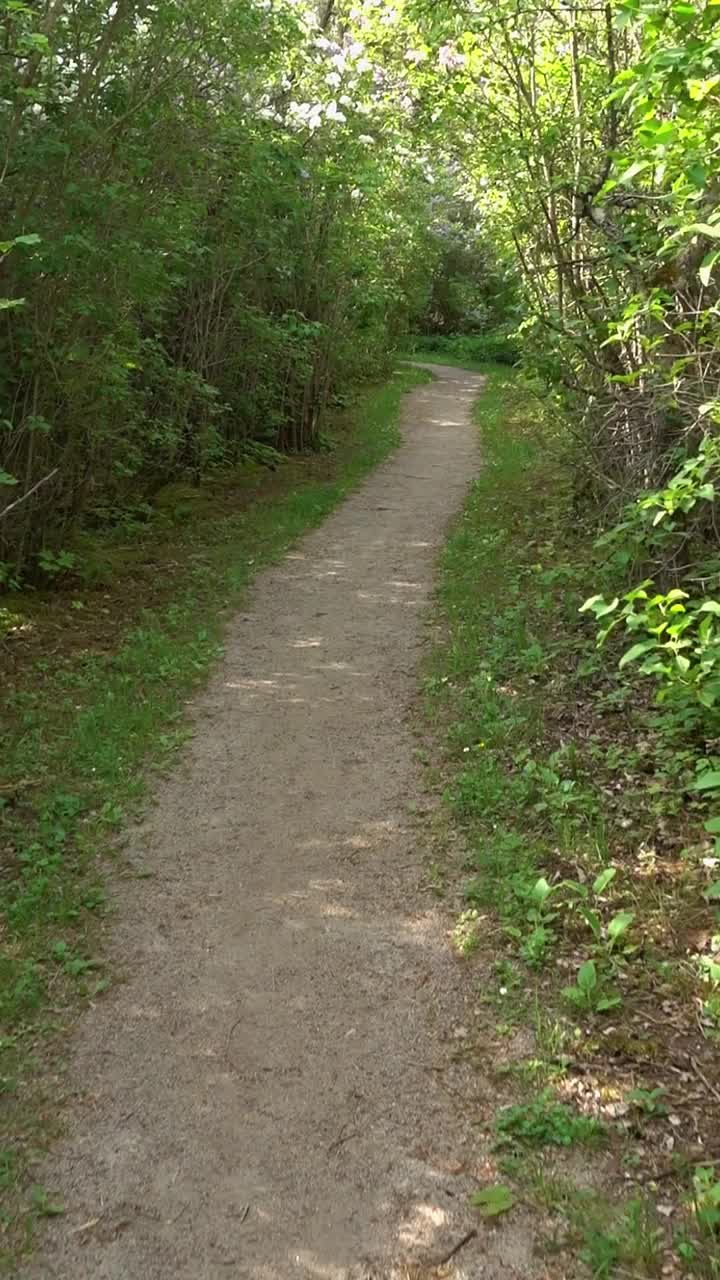 夏天走在丁香盛开的落叶林中的一条狭窄的小路上视频素材