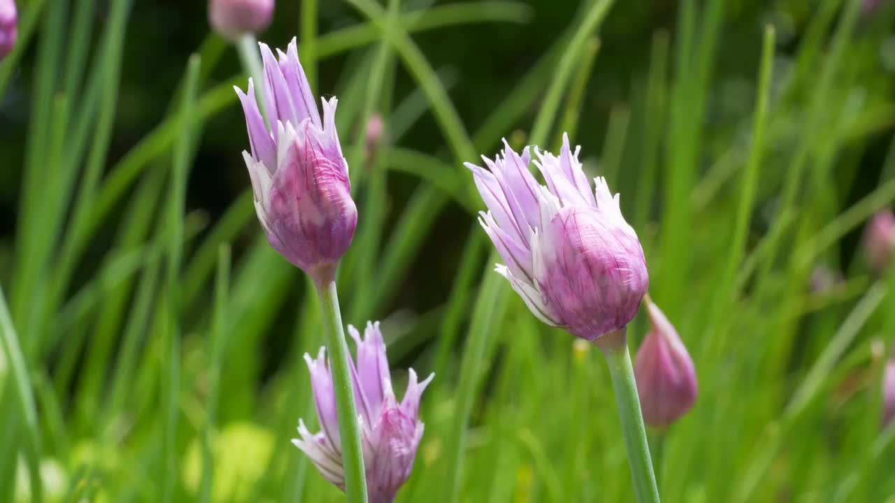 韭菜(Allium schoenoprasum)，花蕾视频素材