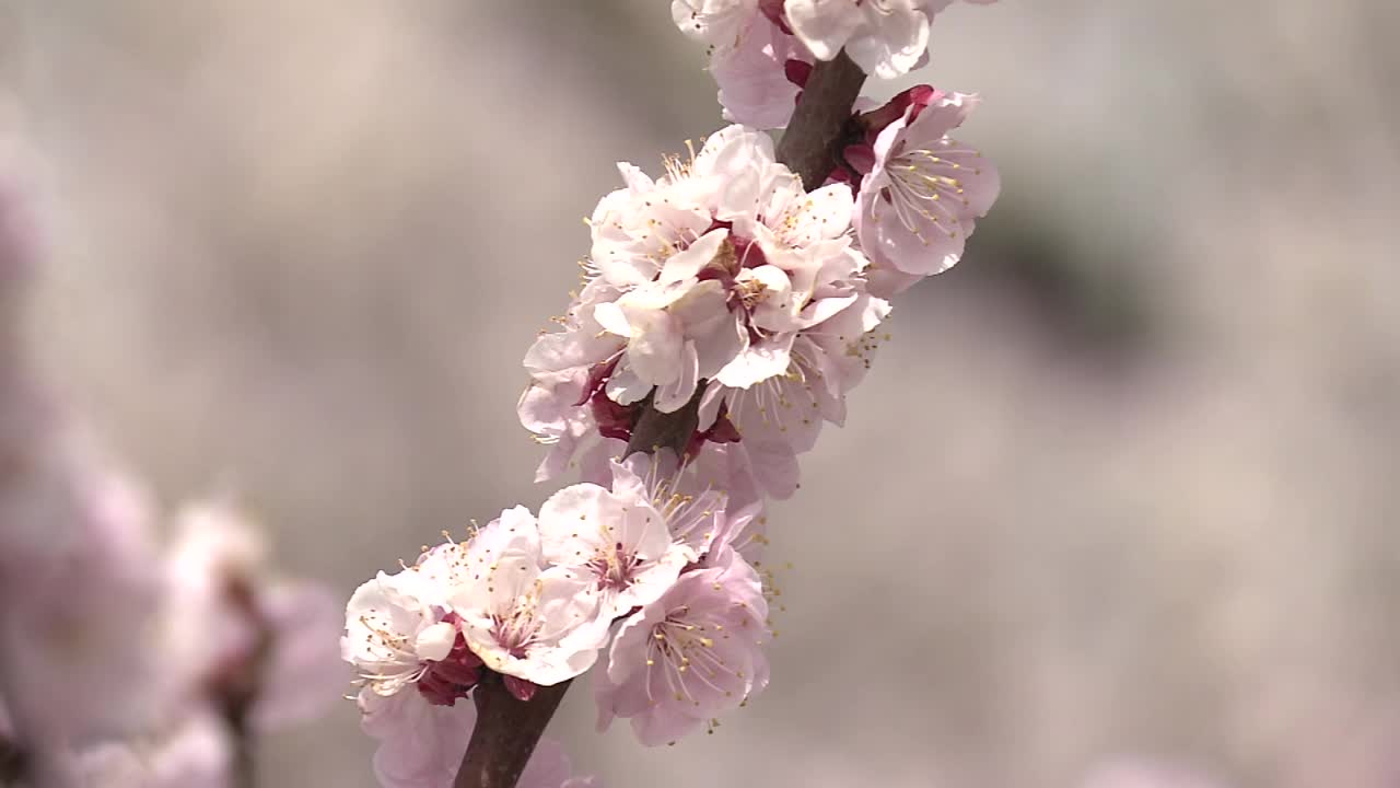 盛开的杏花，长野，日本视频素材