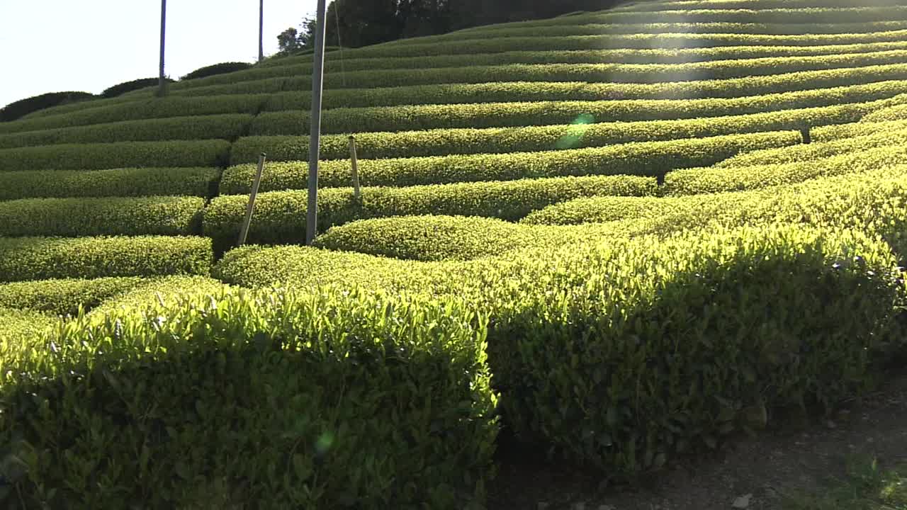 日本静冈县茶园视频素材