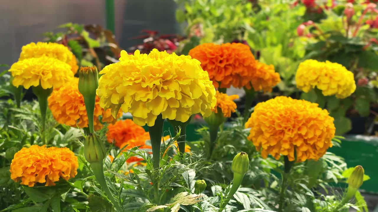 在一个大温室里，美丽的夏季花卉准备种植在花坛上。视频下载