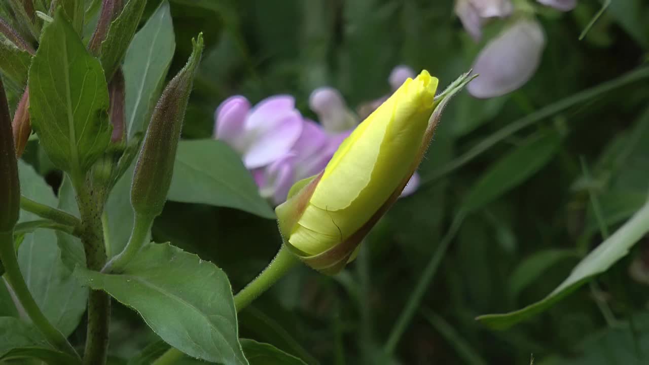 爆炸的月见草视频下载