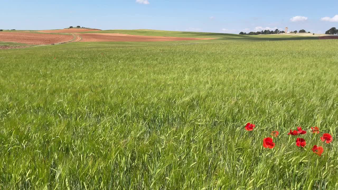 绿色的麦田全景，一群小狗在前面视频下载