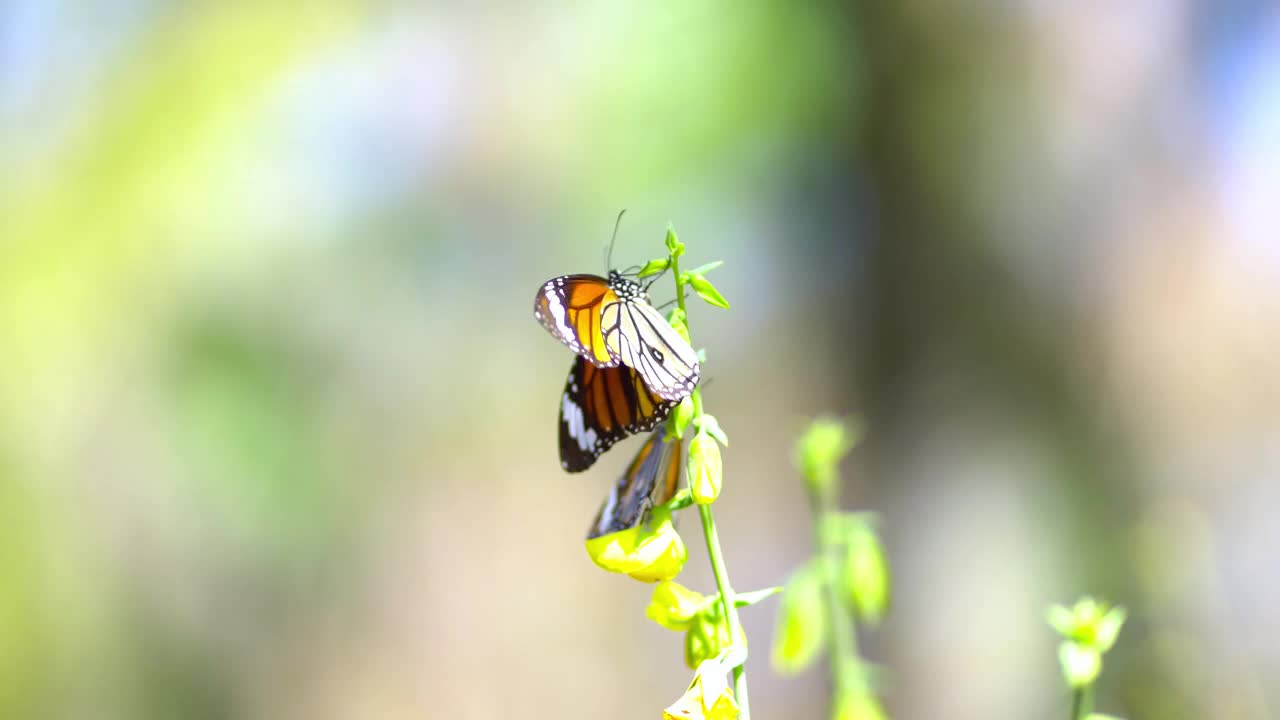 蝴蝶和花朵视频素材