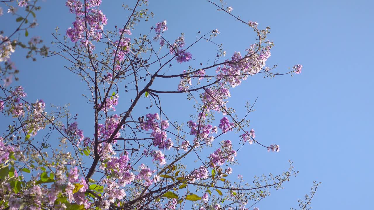 日本粉红色的花和蓝色的天空背景视频素材