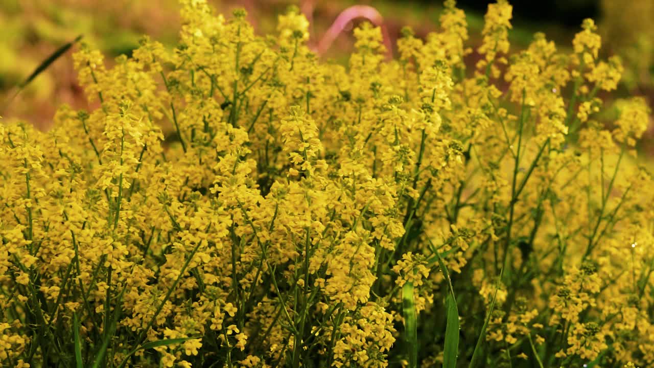 黄色Rocketcress。黄花满地。视频下载