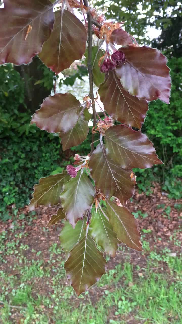 铜山毛榉树-花和叶视频素材