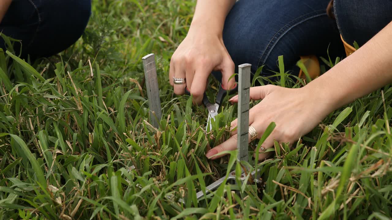 人们使用测量工具和剪刀收集牧草样本视频素材