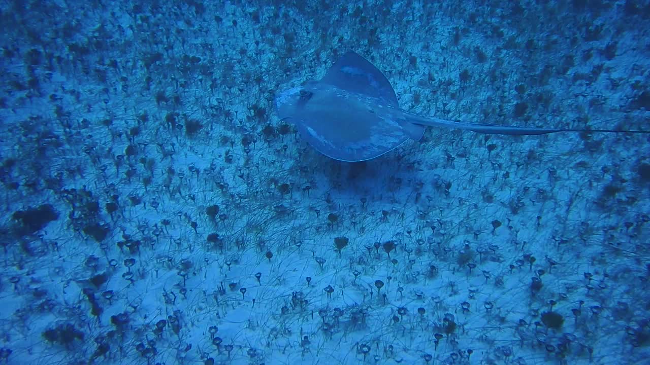 在墨西哥潜水时，一只黄貂鱼在加勒比海的海底视频下载