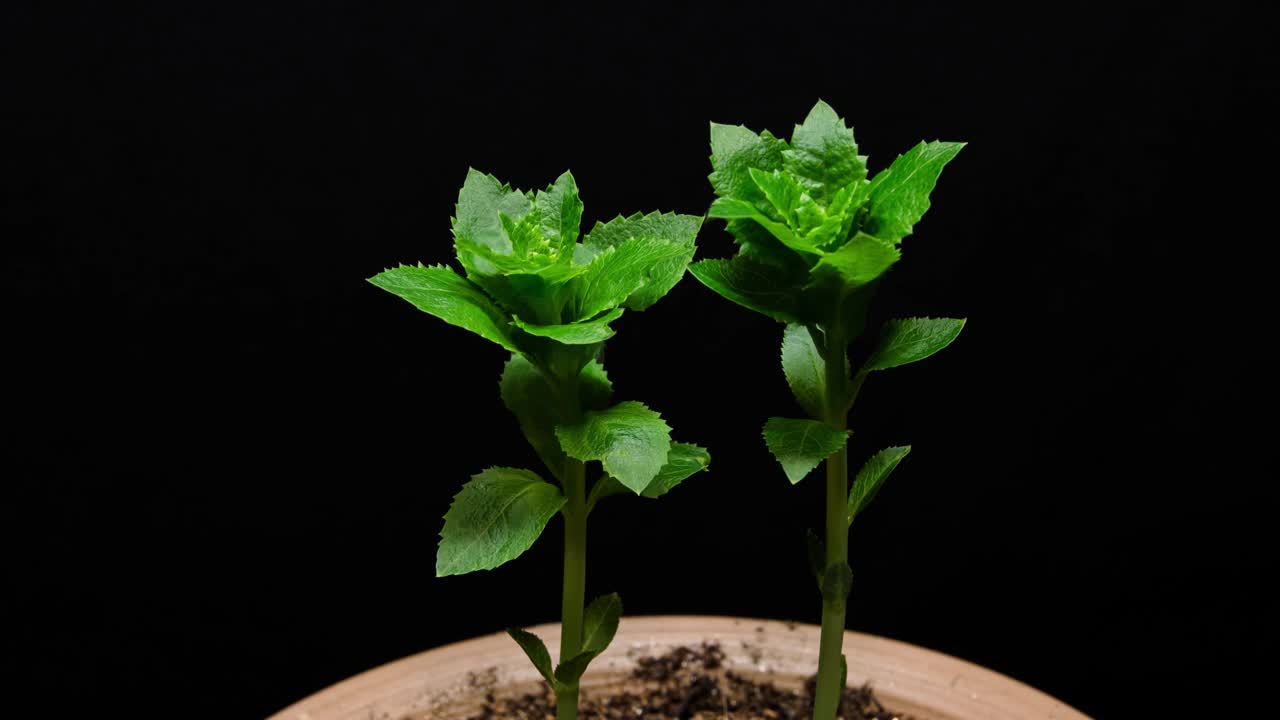 桔梗花越来越多视频素材