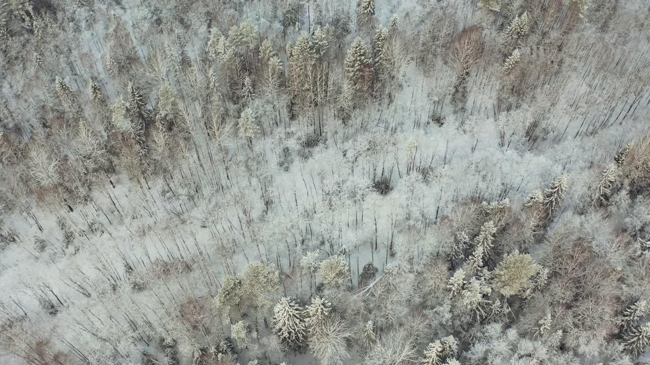 冬季森林。鸟瞰高空。视频素材