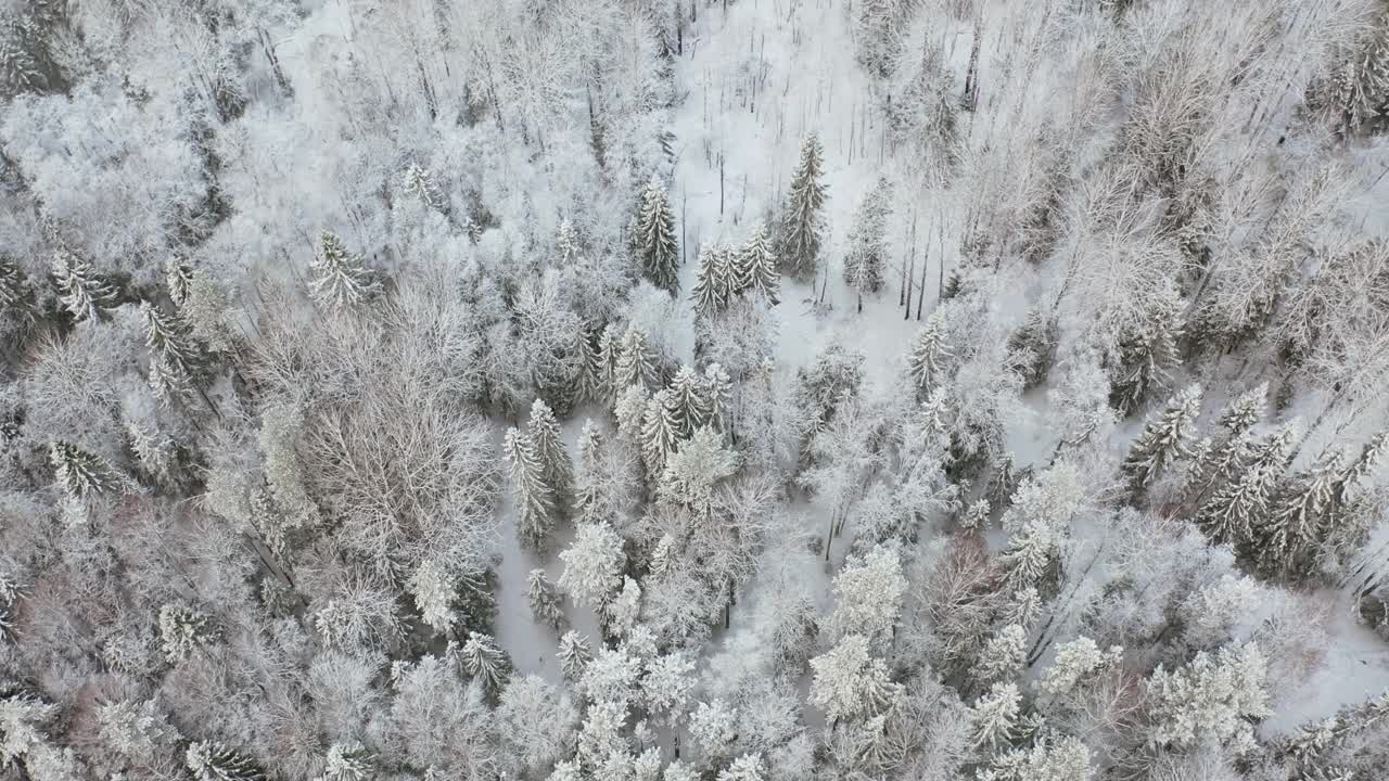 冬季森林。鸟瞰高空。视频素材