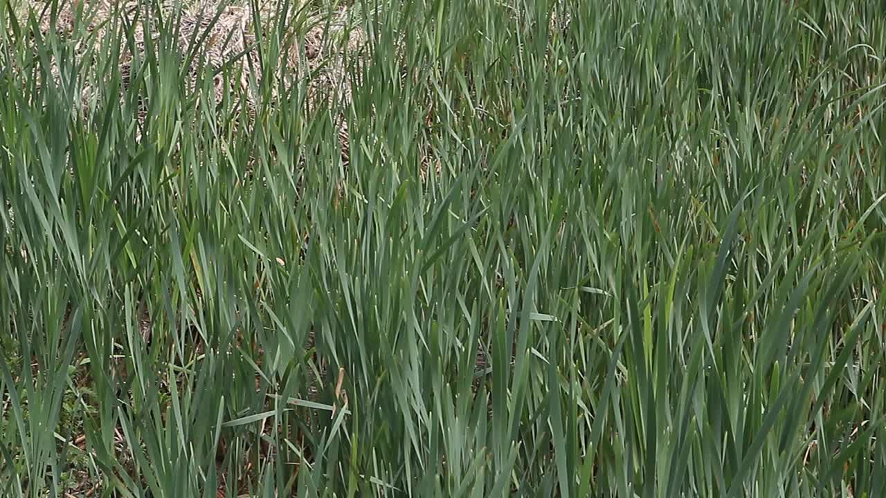 绿色的植物被风吹动视频下载