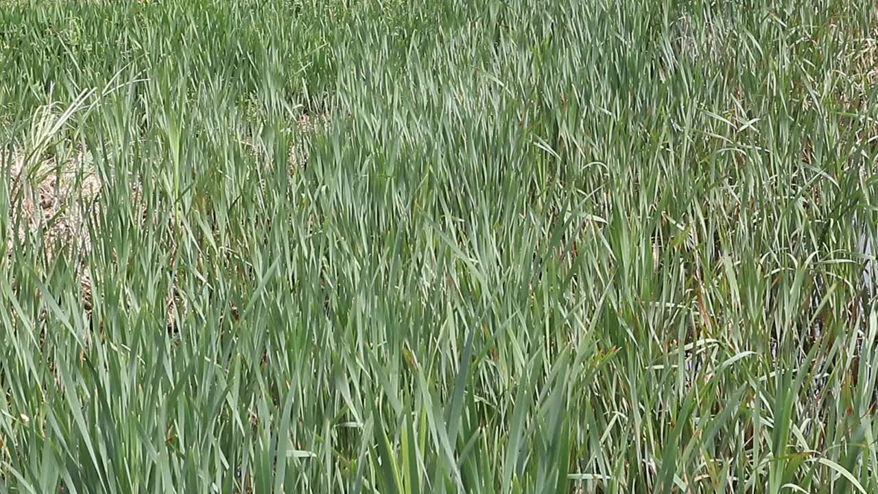 绿色的植物被风吹动视频下载