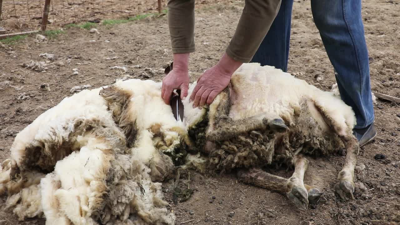 在农村农场剪羊毛视频下载