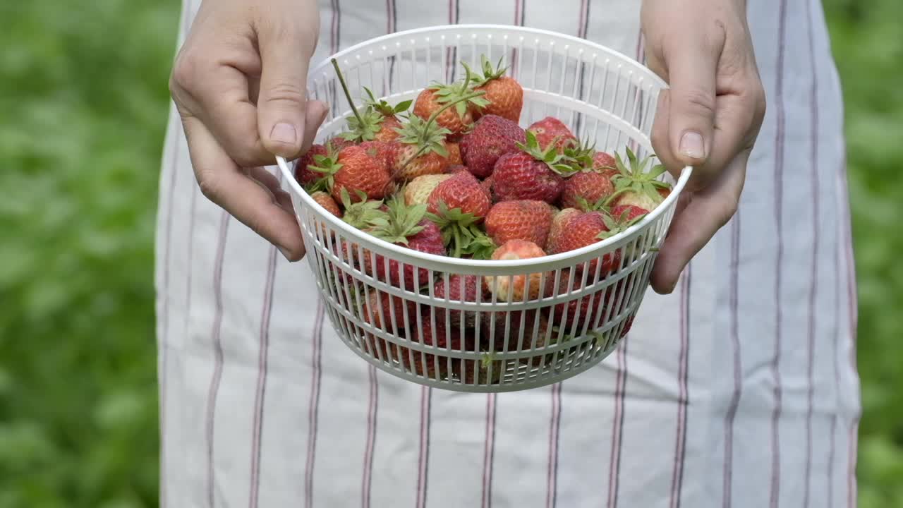 女人把草莓放在碗里。夏天在户外用慢动作把水倒在篮子里的新鲜草莓上。洗草莓水果。用流动的水冲洗有机草莓视频素材