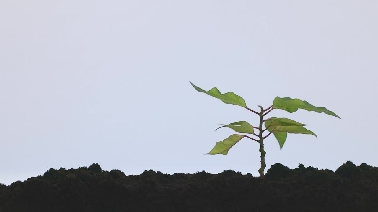 女孩给绿色植物浇水视频下载