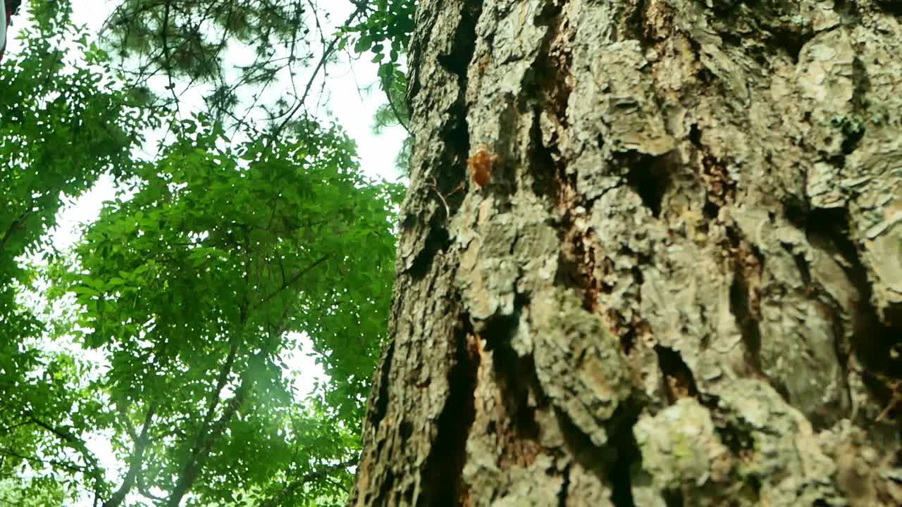 雨林里，一个快乐的女人站在一棵老树旁，用爱和微笑拥抱着。地球日和不砍伐森林的概念。视频素材