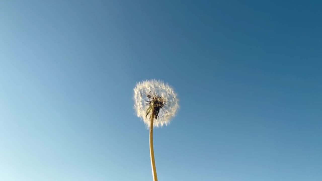 从蒲公英，它的种子飞走的风。视频下载