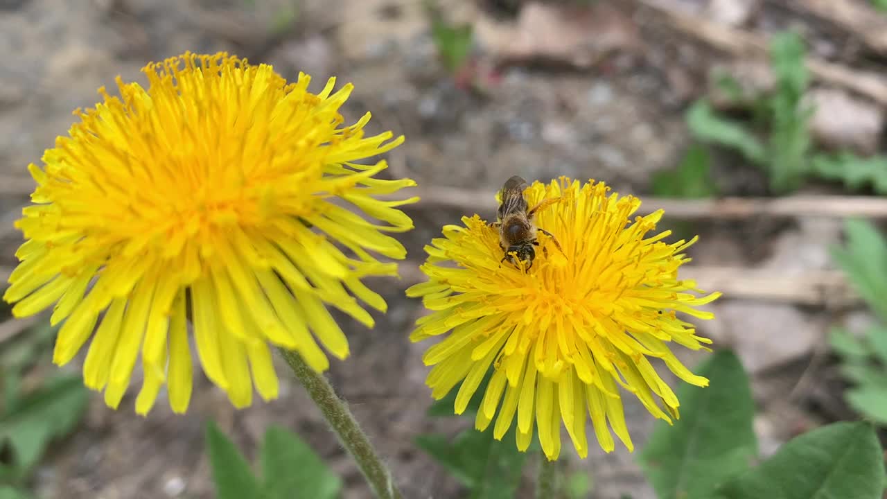 野蜜蜂在蒲公英上采集花粉。视频下载