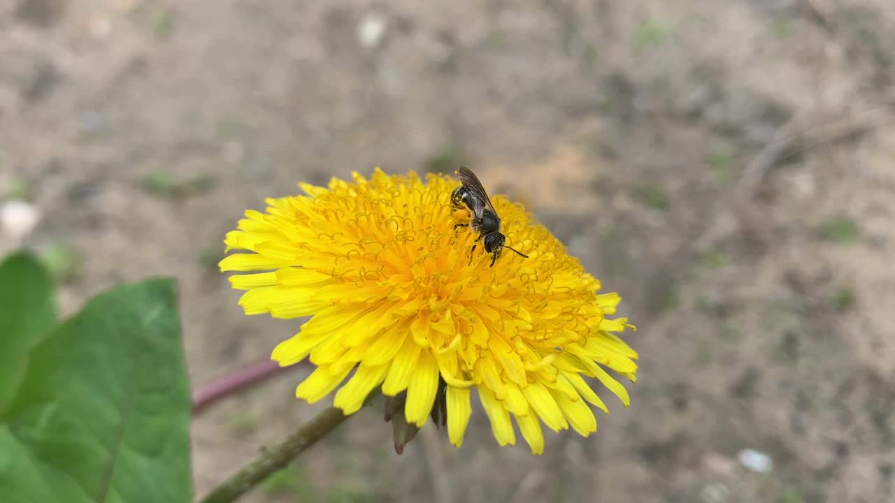 野蜜蜂在蒲公英上采集花粉。视频下载