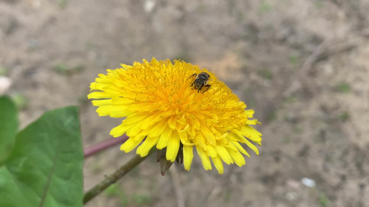 野蜜蜂在蒲公英上采集花粉。视频下载