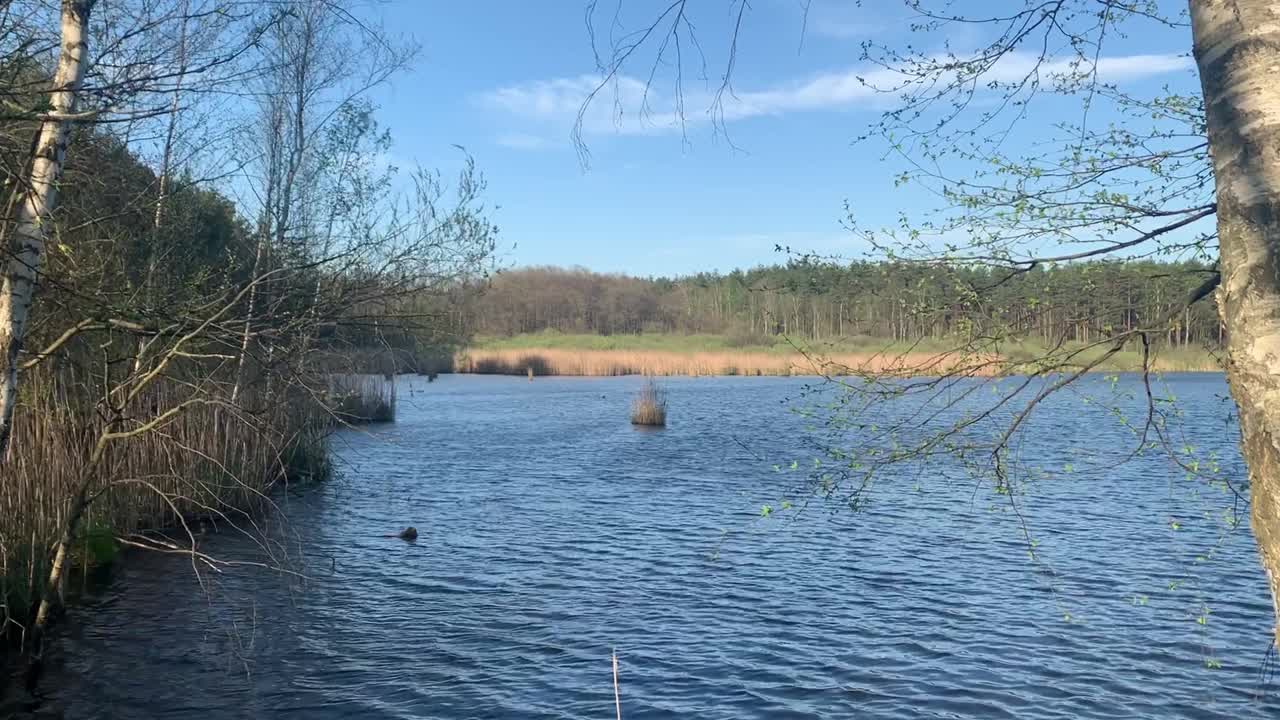 春天湖边的风景。白桦树上的新芽视频下载