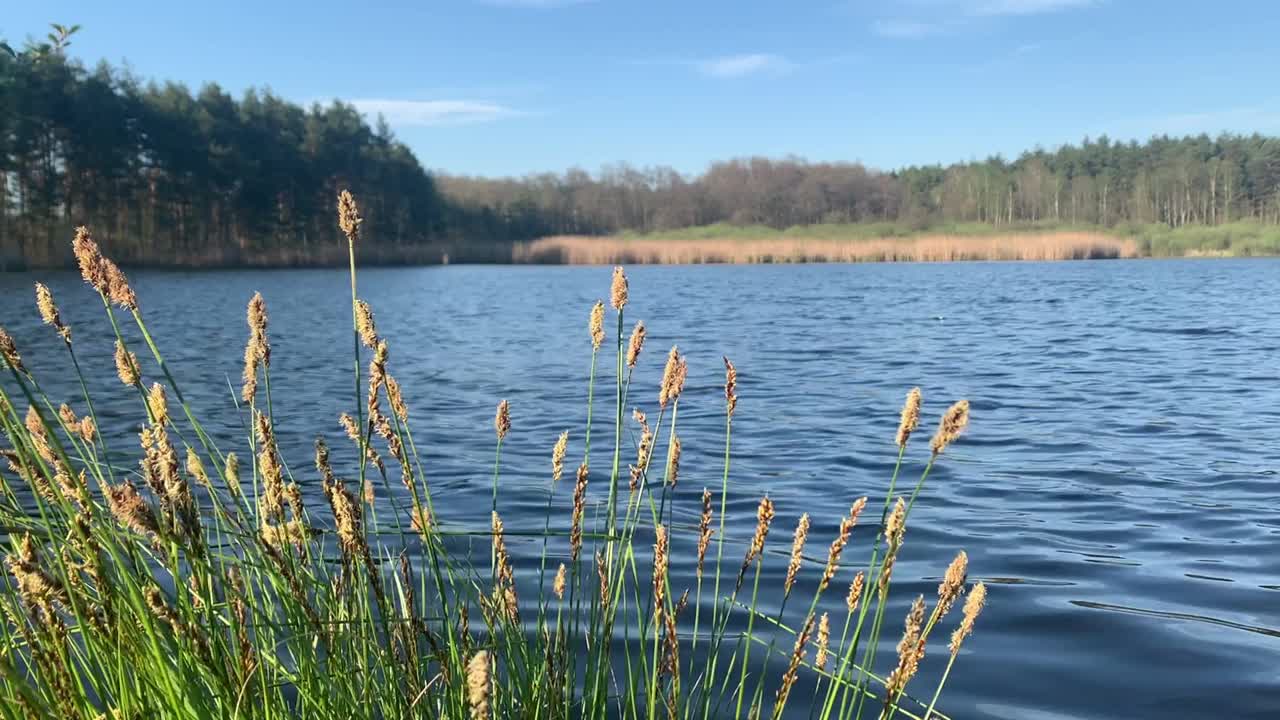 春天湖边的风景。白桦树上的新芽视频下载